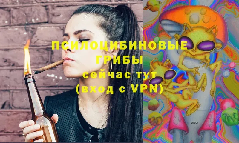 Псилоцибиновые грибы Psilocybe  shop какой сайт  Вельск 